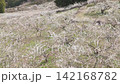 盛開的梅花田鳥瞰圖 142168782