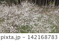 盛開的梅花田鳥瞰圖 142168783