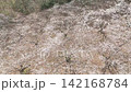 盛開的梅花田鳥瞰圖 142168784