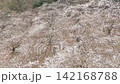 盛開的梅花田鳥瞰圖 142168788