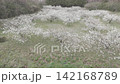 盛開的梅花田鳥瞰圖 142168789