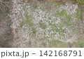 盛開的梅花田鳥瞰圖 142168791