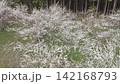盛開的梅花田鳥瞰圖 142168793