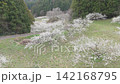 盛開的梅花田鳥瞰圖 142168795