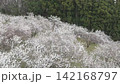 盛開的梅花田鳥瞰圖 142168797