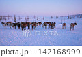 Herd reindeer standing and moving through vast snow landscape in arctic tundra during cold winter day with pink and blue sky, representing wilderness and nature. Reindeer herders are riding snowmobile 142168999