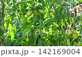 Homegrown unripe green tomatoes growing inside sunny greenhouse, showing fresh vegetables ripening on branch. Organic farming and healthy food production. Hobby growing vegetables in the garden 142169004