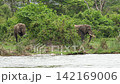 Majestic african elephants with large tusks grazing on lush green tropical bush along riverbank in natural savanna habitat. Beautiful display of wildlife in national park. Wild animals in reservation 142169006