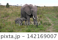 Loving african elephant mother breastfeeding baby and walking together in lush green grasslands of masai mara. Powerful maternal instincts and family bonds in the wild animal kingdom 142169007