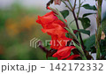 A close-up video of a bright orange gladiolus flower covered in raindrops during a heavy downpour. The water droplets collect on the petals, creating a fresh, natural atmosphere. 142172332