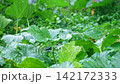A close-up video shows huge green pumpkin leaves growing in a garden during a heavy downpour. Raindrops fall on the wide, textured leaves, collecting and rolling off their surface. 142172333