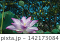 盛開的蓮花在微風中搖曳生姿。 142173084
