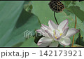 夏末的蓮花搖曳 142173921