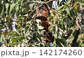 ジャワルトン 142174260