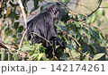 ジャワルトン 142174261