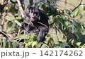 ジャワルトン 142174262