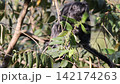 ジャワルトン 142174263