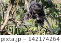 ジャワルトン 142174264