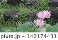 兩朵蓮花依偎在一起 142174431