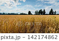Golden cereal crop field under blue summer sky 142174862