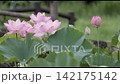蓮花盛開，然後凋謝。 142175142
