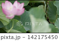 雨後荷葉上殘留的雨滴 142175450