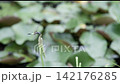 一隻幼蜻蜓棲息在睡蓮池旁。 142176285