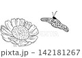 Moving hand-drawn animation, butterfly side view, white background 142181267