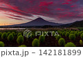 Sunrise over Mt. Fuji from the kochia field at Kawaguchiko Oishi Park (Timelapse) 142181899