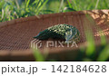 新鮮的goya 142184628