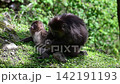 Wild Tibetan Macaque Mother Grooming Infant in Sichuan Forest China 142191193