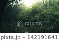 Handheld walk through wet woodland ferns into misty mountain jungle during storm 142191641