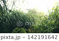 Slow motion journey through layered silvergrass and mountain trail in rainstorm 142191642