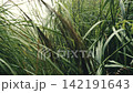 Handheld slow motion push through towering silvergrass thicket amid heavy wind 142191643