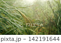 Closeup defocused bokeh of tall silvergrass tips swaying in rain slow motion 142191644