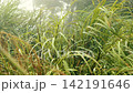 Slow motion ascent through soaring silvergrass reaching mountain peak in rain 142191646