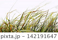 Horizontal pan of dense silvergrass violently swaying in sunlit strong wind slow motion 142191647
