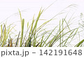 Towering silvergrass swaying gently in sunlight under strong wind horizontal pan slow motion 142191648
