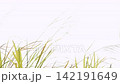 Fixed shot of scattered silvergrass swaying slowly in sunlight under strong wind 142191649