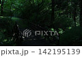陽光透過樹林的山路 142195139