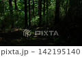 陽光透過樹林的山路 142195140