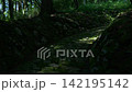 陽光透過樹林的山路 142195142