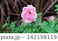 Soft Pink Rose Blossom Blooming In Garden Setting 142198119