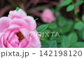 Soft Pink Rose Blossom Blooming In Garden Setting 142198120