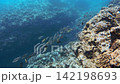 沖縄・久米島沖の海中で出会ったノコギリダイやクロモンガラなど熱帯魚の群れ 142198693