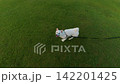 White Shiba Inu who wants to be praised 142201425