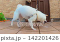 A white Shiba Inu who loves playing in the water. 142201426
