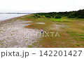 A white Shiba Inu enjoying a walk on the beach. 142201427