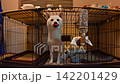 White Shiba Inu eagerly awaiting dinner 142201429