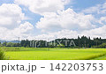 日本夏日景象：明智鐵道的一列火車悠閒地穿過鄉村景色，駛過鐵路道口。 142203753